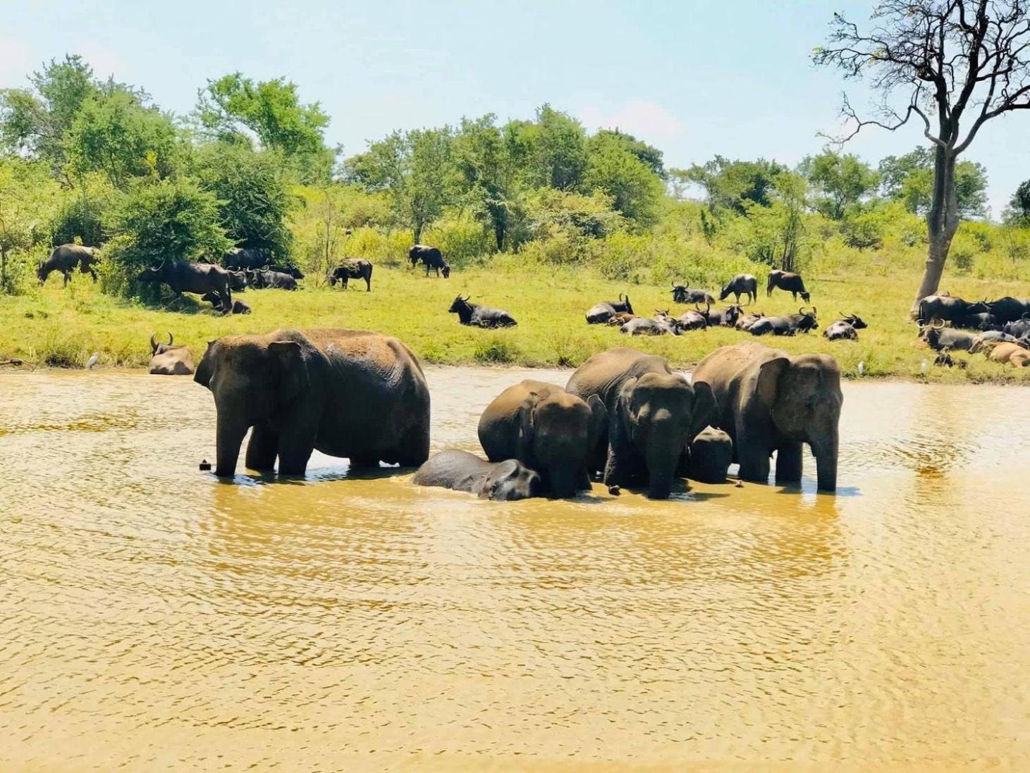 Hotel Wild Heaven Udawalawe Zewnętrze zdjęcie